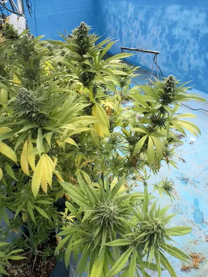 Plantas en floración