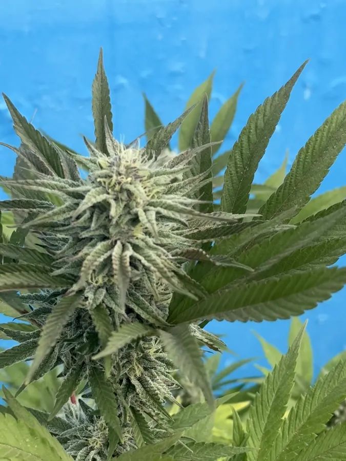 Plantas del cultivo de la asociación