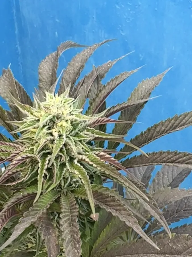 Planta con tricomas