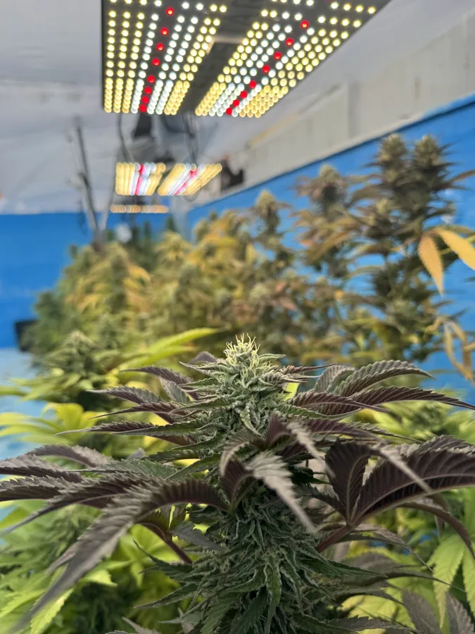 Plantas bajo iluminación LED