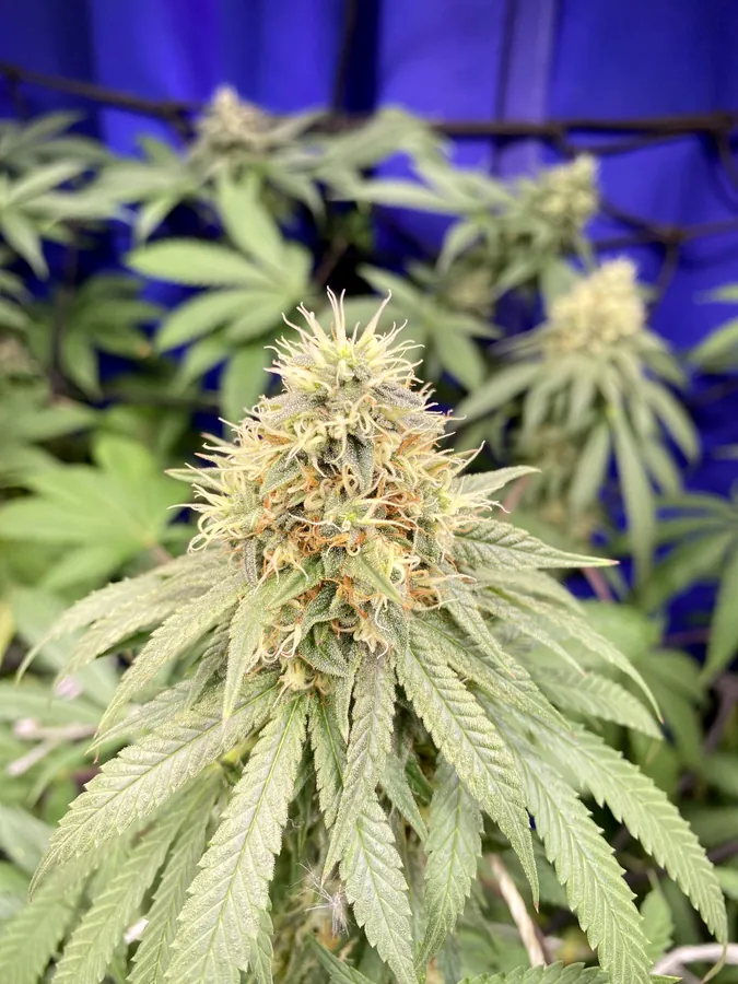 Cogollo de cannabis medicinal